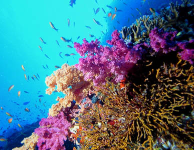 Aqaba - potápanie.jpg
